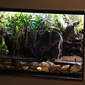 Poison Dart Frog terrarium