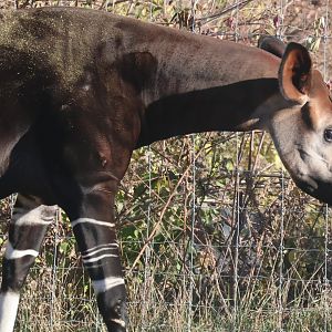 Okapi