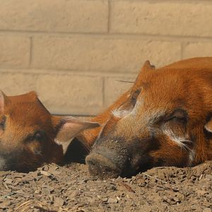 Red River Hogs