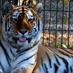 Misha the Siberian Tiger