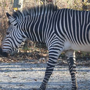 Hartmann's Mountain Zebra
