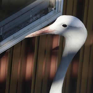 Blue Crane looking in window