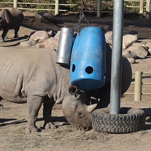 Black Rhinoceros Facility