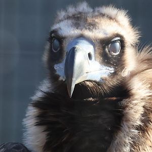 Cinereous Vulture