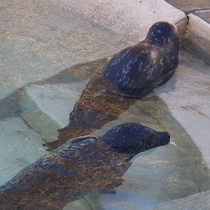 Harbor Seals