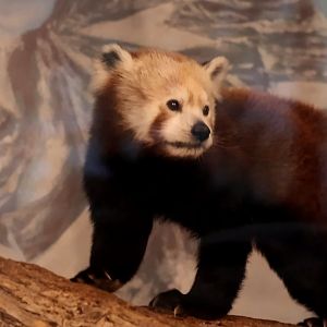 Red Panda