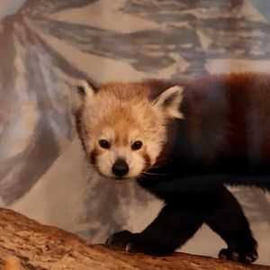 Red Panda