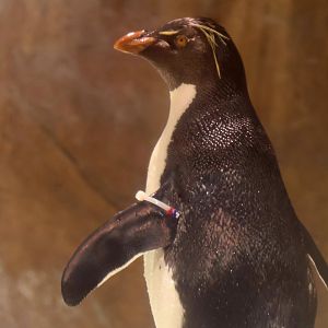 Rockhopper Penguin