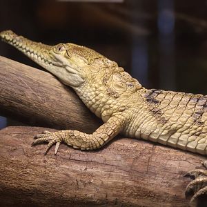 Baby Freshwater Crocodile