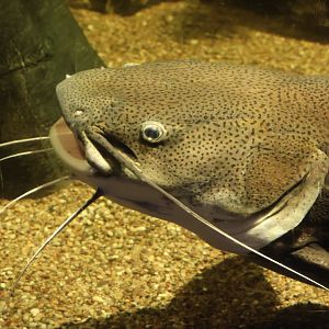 Red Tailed Catfish