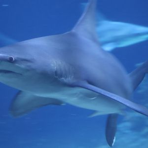 Sandbar Shark
