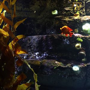 Kelp Forest Tank