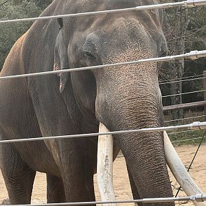 Spike the male Asian elephant
