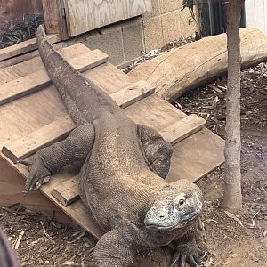 Murphy the male Komodo dragon