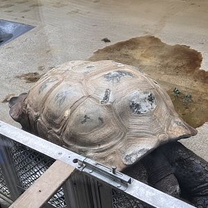Rulon the male Aldabra giant tortoise