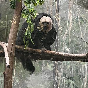 Jamie the male Pale-headed saki
