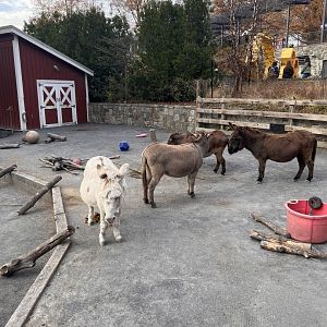Miniature donkeys