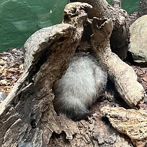 Basil the male Virginia opossum