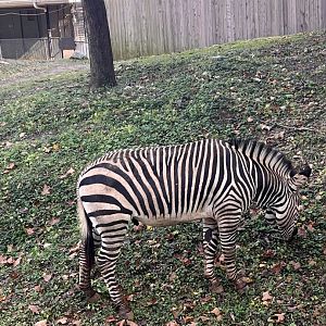 Yipes the male Hartmann’s mountain zebra