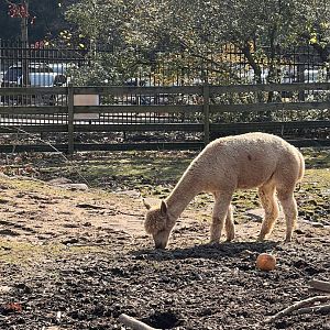 Orion the male Alpaca