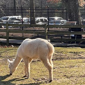 Cirrus the male Alpaca