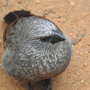Apostlebird (wild)