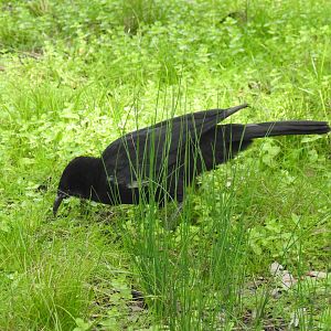 White-Winged Chough (wild)