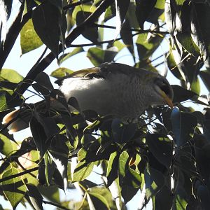 Yellow-Throated Miner (wild)