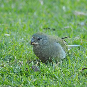 Red-Rumped Parrot (wild female)