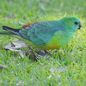 Red-Rumped Parrot (wild male)