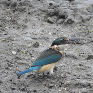 Sacred Kingfisher - Cairns Esplanade (Cairns)