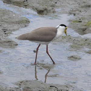 Masked Lapwing - Cairns Esplanade (Cairns)