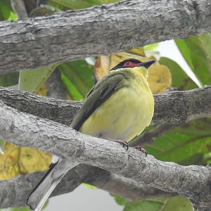 Australasian Figbird - Cairns Esplanade (Cairns)