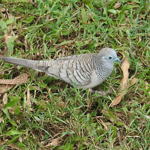 Peaceful Dove - Cairns Esplanade (Cairns)