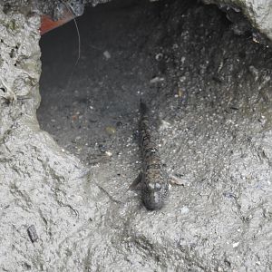 Slender Mudskipper - Cairns Esplanade (Cairns)