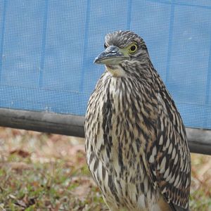 Nankeen Night-Heron (juvenile) - Cairns Esplanade (Cairns)