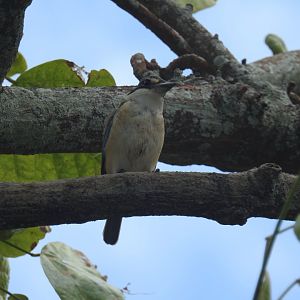 Sacred Kingfisher - Cairns Esplanade (Cairns)