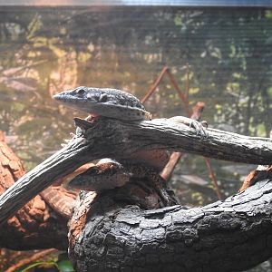 Spotted Tree-Monitor