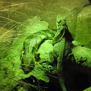 Common Blue-Tongue Skink & Frilled Lizard