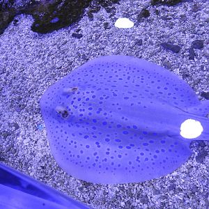 Blue-Spotted Ribbontail-Ray