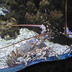 Painted Rock-Lobster