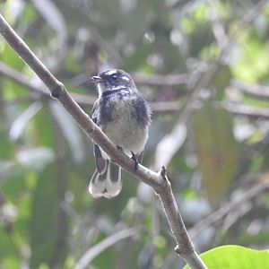 Grey Fantail - Mossman Gorge (Cairns)