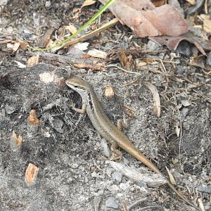 Northern Bar-Sided Skink (wild)