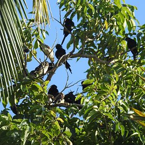 Metallic Starling - Cairns