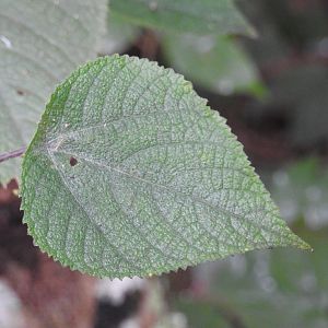 Gympie Gympie - Rainforestation NP (Kuranda)