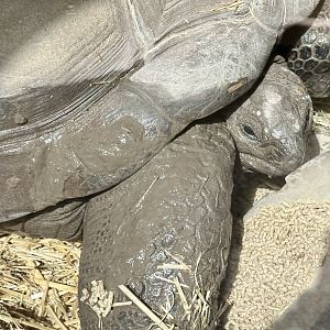 Aldabra giant tortoise (Aldabrachelys gigantea)