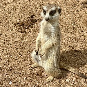 Slender-tailed meerkat (Suricata suricatta)