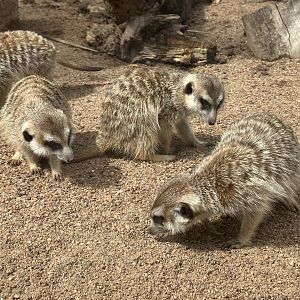 Slender-tailed meerkat (Suricata suricatta)