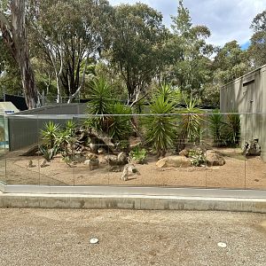 Slender-tailed Meerkat Exhibit