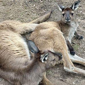 Kangaroo Island kangaroo (Macropus fuliginosus fuliginosus)